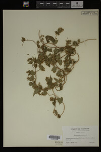 Image Associated With the Occurrence