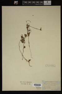Image Associated With the Occurrence