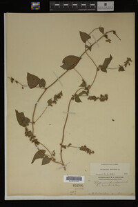 Image Associated With the Occurrence