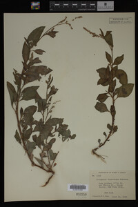 Image Associated With the Occurrence