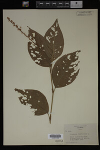 Image Associated With the Occurrence