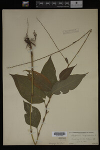 Image Associated With the Occurrence