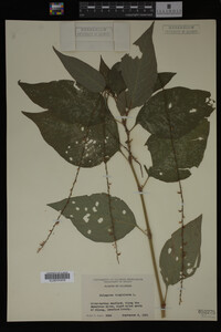 Image Associated With the Occurrence