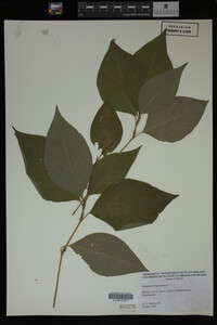 Image Associated With the Occurrence
