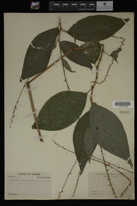 Image Associated With the Occurrence