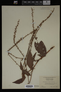 Image Associated With the Occurrence