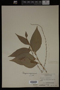 Image Associated With the Occurrence