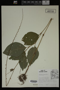Image Associated With the Occurrence