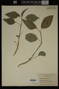 Image Associated With the Occurrence