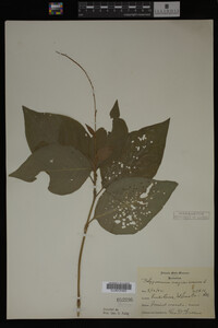 Image Associated With the Occurrence