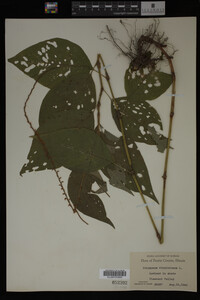 Image Associated With the Occurrence