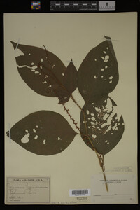 Image Associated With the Occurrence
