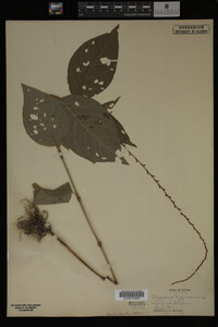 Image Associated With the Occurrence