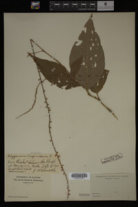Image Associated With the Occurrence