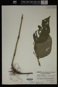 Image Associated With the Occurrence