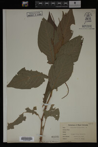 Image Associated With the Occurrence