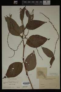 Image Associated With the Occurrence