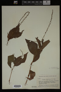 Image Associated With the Occurrence