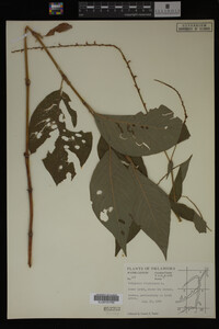 Image Associated With the Occurrence