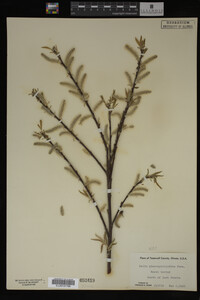 Salix myricoides image