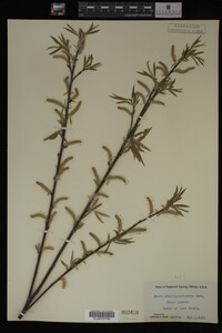 Salix myricoides image