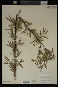 Salix myricoides image