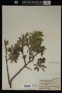 Media resource of Salix barclayi