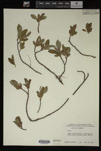 Image Associated With the Occurrence