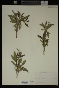 Image Associated With the Occurrence