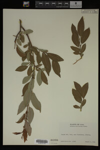 Image Associated With the Occurrence