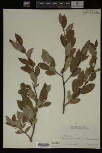 Image Associated With the Occurrence