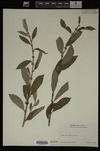 Image Associated With the Occurrence