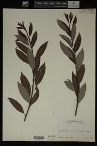 Image Associated With the Occurrence
