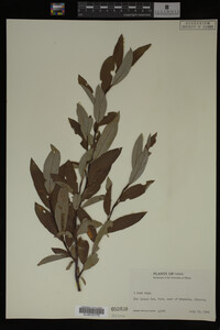 Image Associated With the Occurrence