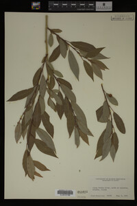 Image Associated With the Occurrence
