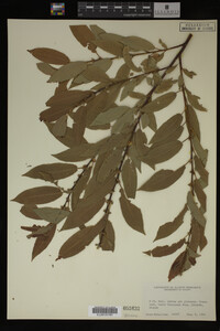 Image Associated With the Occurrence