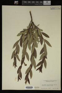 Image Associated With the Occurrence