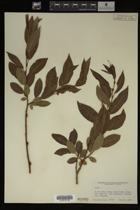 Image Associated With the Occurrence