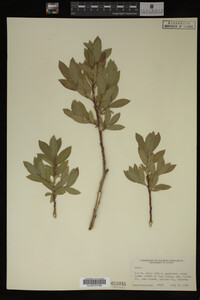 Image Associated With the Occurrence
