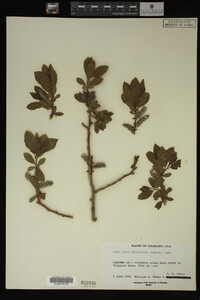 Image Associated With the Occurrence