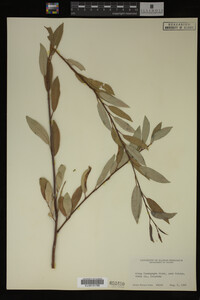 Image Associated With the Occurrence