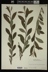 Image Associated With the Occurrence