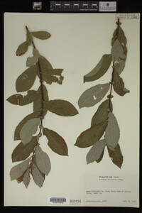 Image Associated With the Occurrence