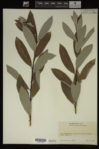 Image Associated With the Occurrence