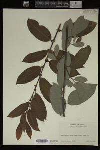 Image Associated With the Occurrence