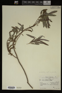 Media resource of Salix candida