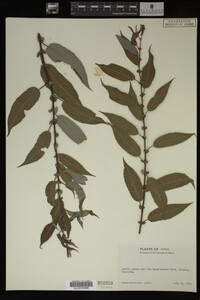 Image Associated With the Occurrence