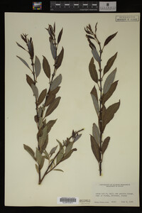 Image Associated With the Occurrence