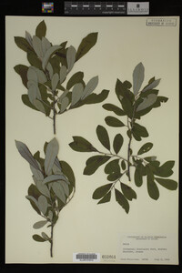 Image Associated With the Occurrence