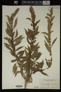 Image Associated With the Occurrence